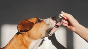 Emerging Science vs. Hype: What Dog Supplements Are Actually Backed by Research