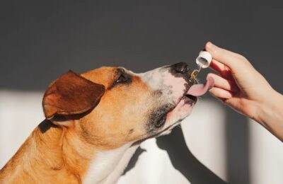 Emerging Science vs. Hype: What Dog Supplements Are Actually Backed by Research